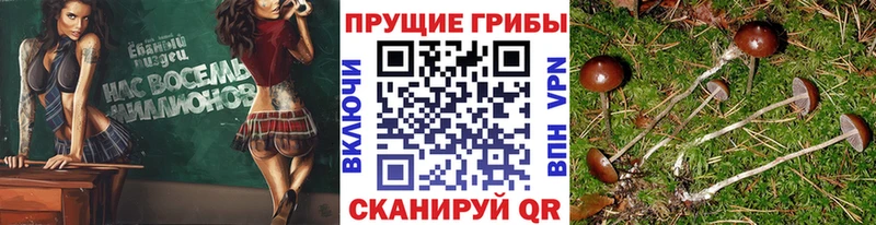 Галлюциногенные грибы Cubensis  Избербаш 